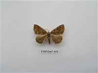 藏品(尺蛾204)的圖片